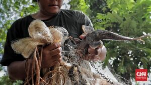 Kali Ciliwung Darurat Ikan Sapu Sapu Sekda DKI Turun Tangan