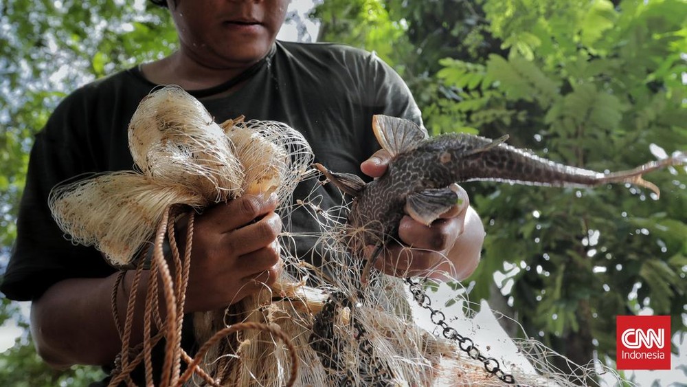 Kali Ciliwung Darurat Ikan Sapu Sapu Sekda DKI Turun Tangan