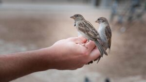 Ratusan Burung Ilegal Terjaring di Bakauheni Modus Kurir Terbongkar