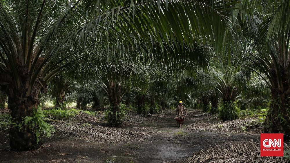 Geger Bentrok Sawit OKI Satu Nyawa Melayang Dua Terluka